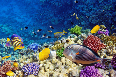 Isla de Mnemba, Bosque de Jozani, Aventura de las Estrellas de Mar, La Roca