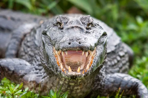 Palo Verde National Park: Wildlife Boat Tour