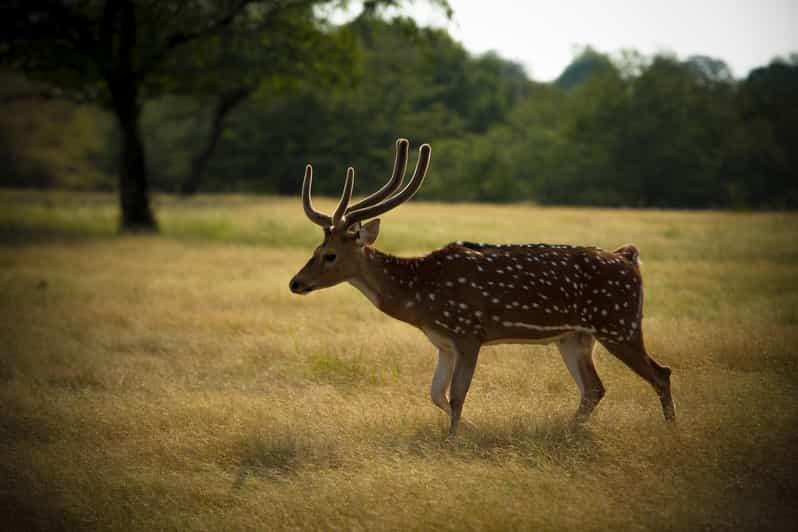 Taj Mahal Tour Tiger Safari GetYourGuide