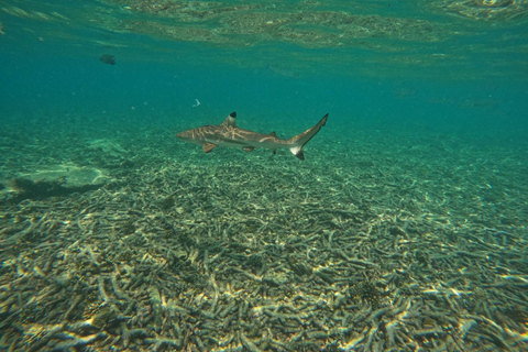 Koh Tao: Koh Nangyuan & Hidden Bays Snorkeling Tour w/ Lunch