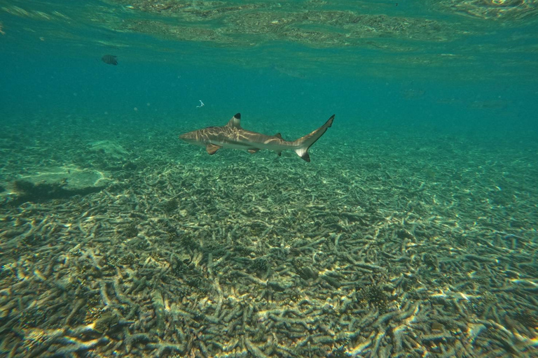 Koh Tao: Koh Nangyuan & Hidden Bays Snorkeling Tour w/ Lunch