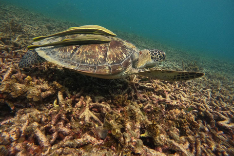 Koh Tao: Koh Nangyuan & Hidden Bays Snorkeling Tour w/ Lunch