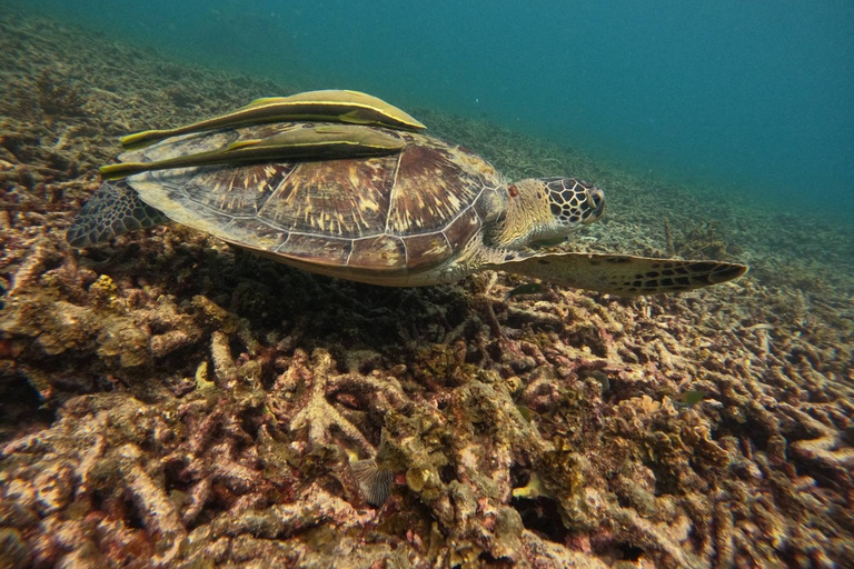 Koh Tao: Koh Nangyuan & Hidden Bays Snorkeling Tour w/ Lunch