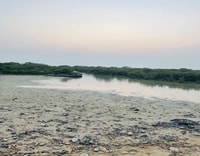 Mangrove 1 heure de kayak privé dans la réserve d'Al Thakira - Hizvo