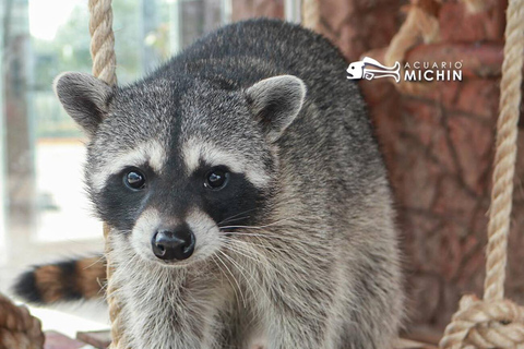 Puebla: Ticket de entrada al Acuario MichinEntrada al Acuario Michin Puebla