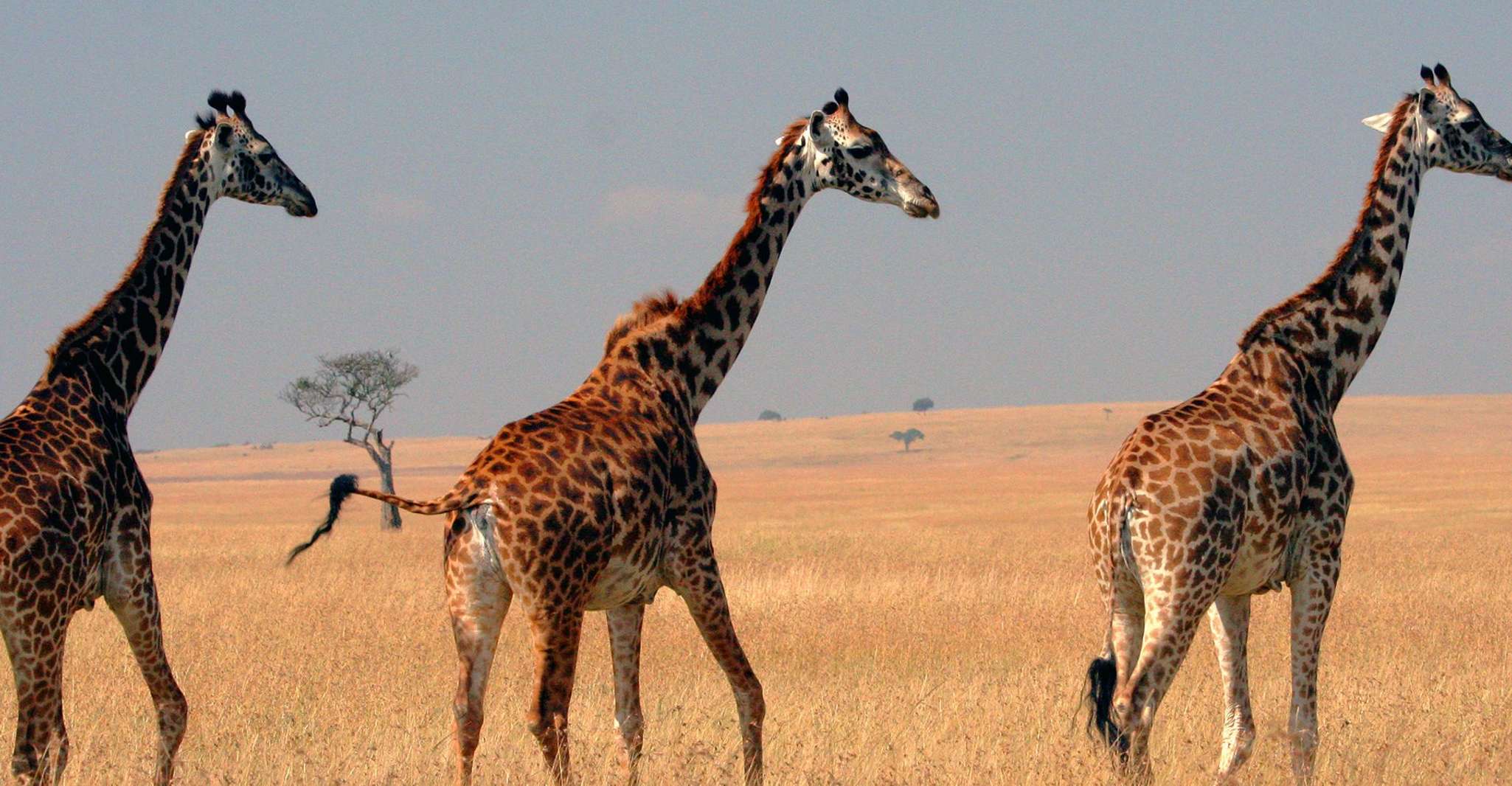 3 Days 2 Nights group safari to Maasai Mara by a Safari Van - Housity