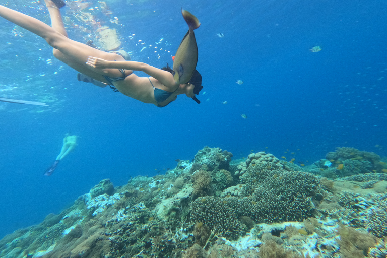 Isole Gili: 2 ore di snorkeling con videocamera GoPro e guida