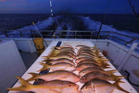 Hollywood, FL: 4-Hour Drift Fishing Excursion