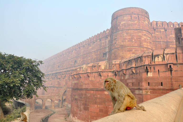 Visite du Taj Mahal à la pleine lune au départ de Delhi (tout compris)Circuit tout compris dans des hôtels 5 étoiles