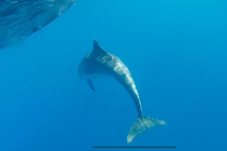 Depuis Propriano, tour en Jetski de la Cala d&#039;Aguillia - 2 h