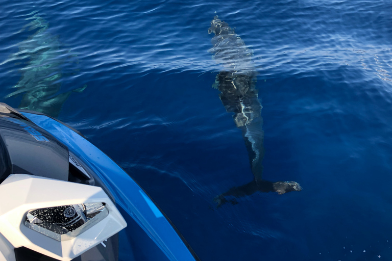 Depuis Propriano, tour en Jetski de la Cala d&#039;Aguillia - 2 h