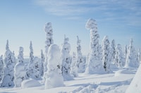 Senderismo en el Parque Nacional Riisitturi con fotógrafo - Housity