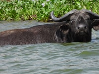 10 giorni migliori dell'Uganda Safari. - Housity