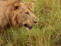 10天最好的乌干达野生动物园。 - Housity