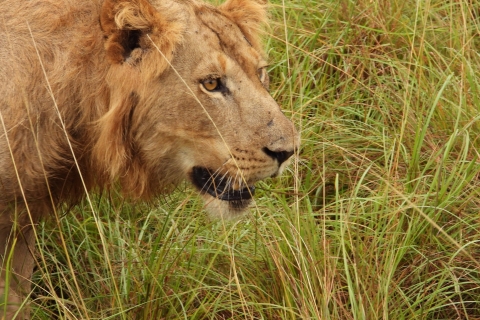 10 Tage best of uganda safari.