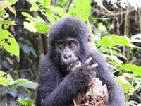 10天最好的乌干达野生动物园。 - Housity