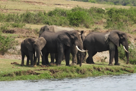 10 dagen beste safari in Oeganda.