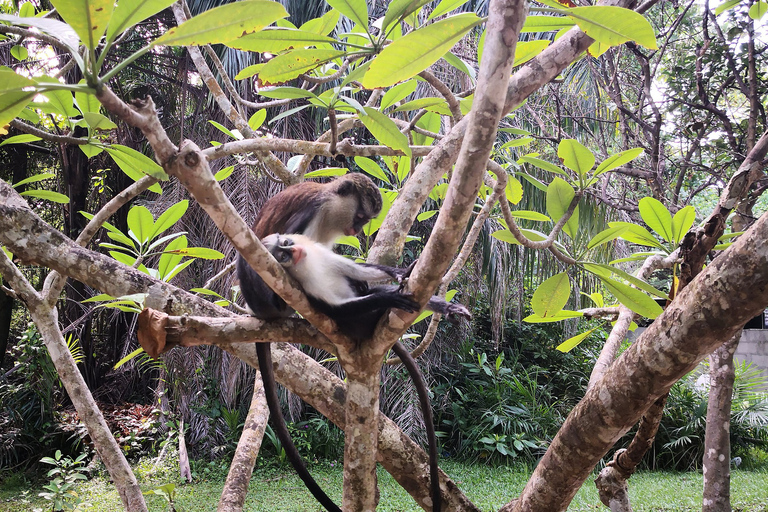 Lekki Conservation Center Extraordinary Tour