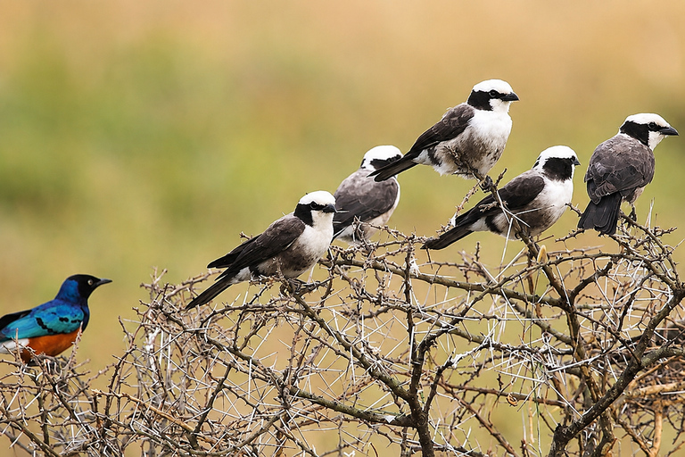 Moshi: Birdwatching & Wildlife Photography Safari with Guide