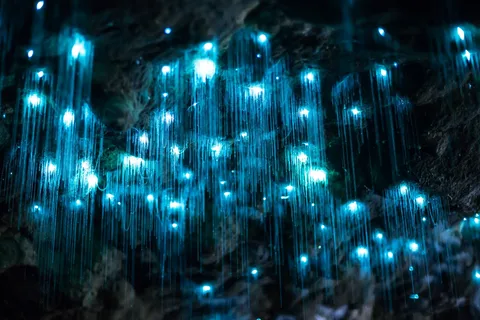 Brisbane: Gündüz Glow Worm Mağaraları Hop-on Hop-off Otobüs Turu