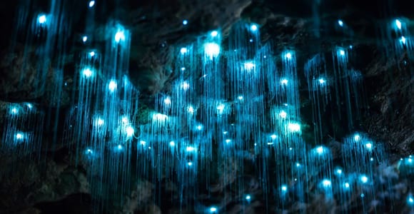 Gold Coast: Daytime Glow Worm Caves and Hop-on Hop-off Tour