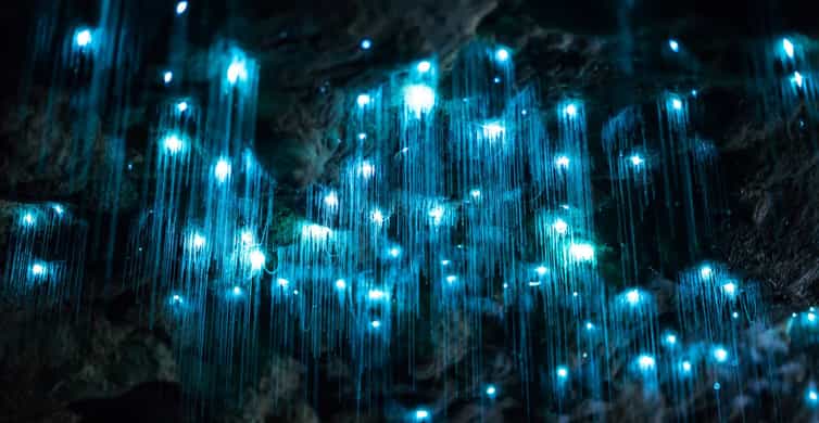 Brisbane: Daytime Glow Worm Caves Hop-on Hop-off Bus Tour