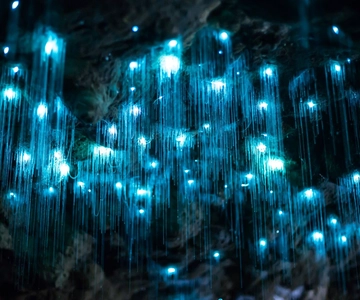 Gold Coast: Daytime Glow Worm Caves and Hop-on Hop-off Tour