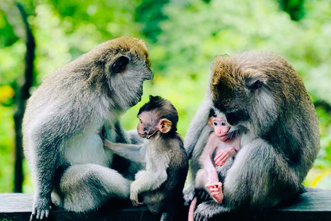 Ubud: Monkey Forest Sanctuary and Jungle Swing Private Tour