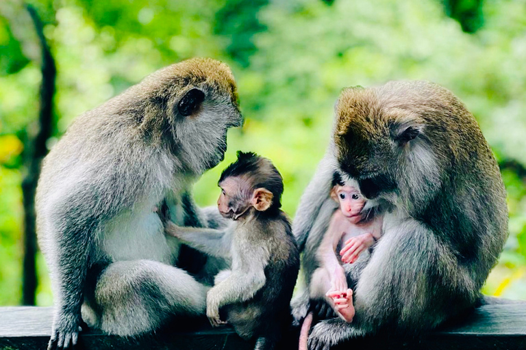 Ubud: visite privée du sanctuaire de la forêt des singes et du Jungle Swing