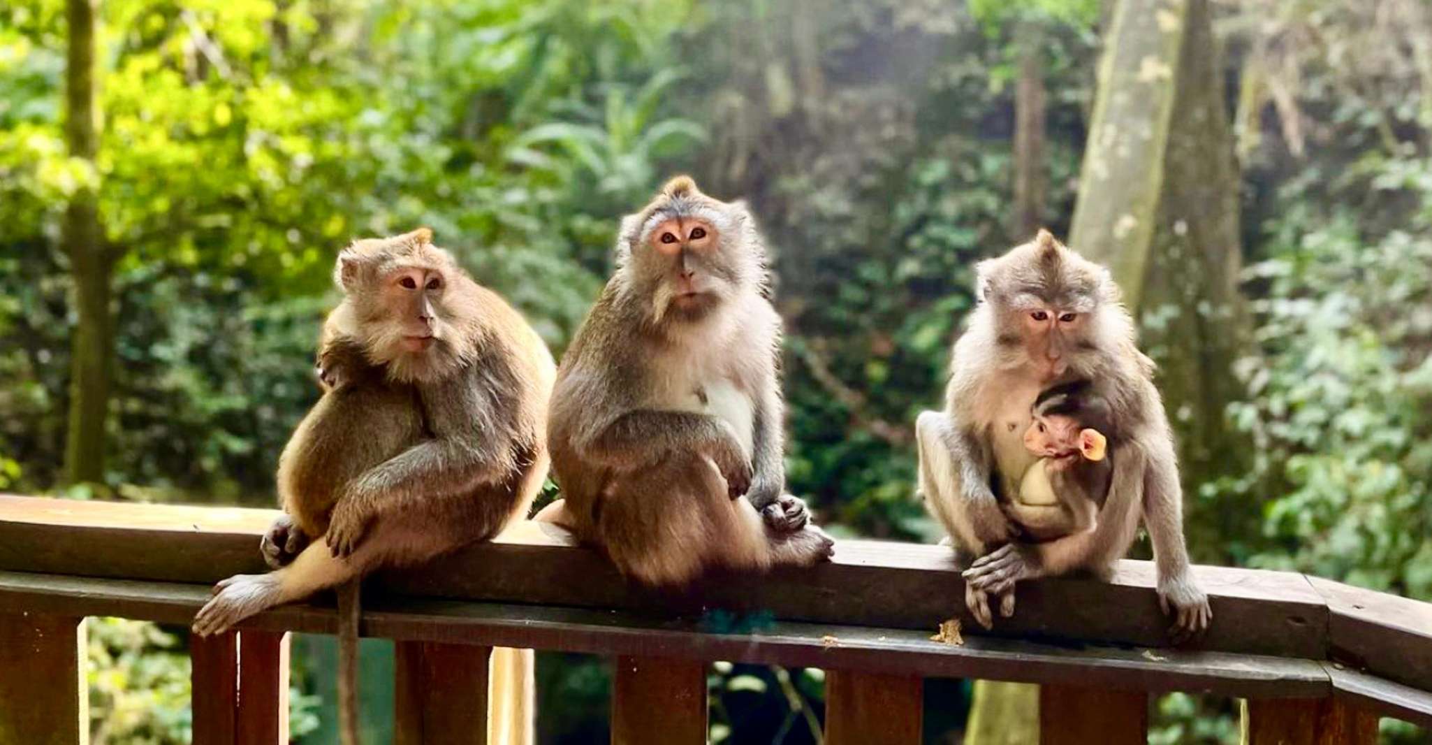 Ubud, Monkey Forest Sanctuary & Jungle Swing Halbtagestour - Hizvo