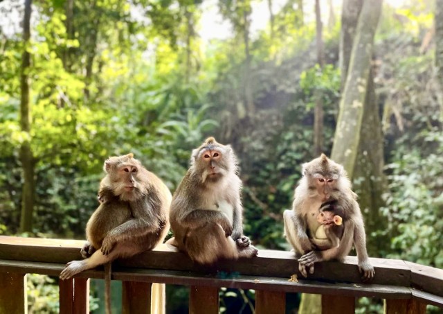 Visit Ubud Monkey Forest Sanctuary & Jungle Swing Half-Day Tour in Ubud