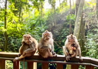 Excursión de medio día a Ubud, Monkey Forest Sanctuary y Jungle Swing - Hizvo