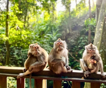 Ubud: Monkey Forest Sanctuary & Jungle Swing Half-Day Tour