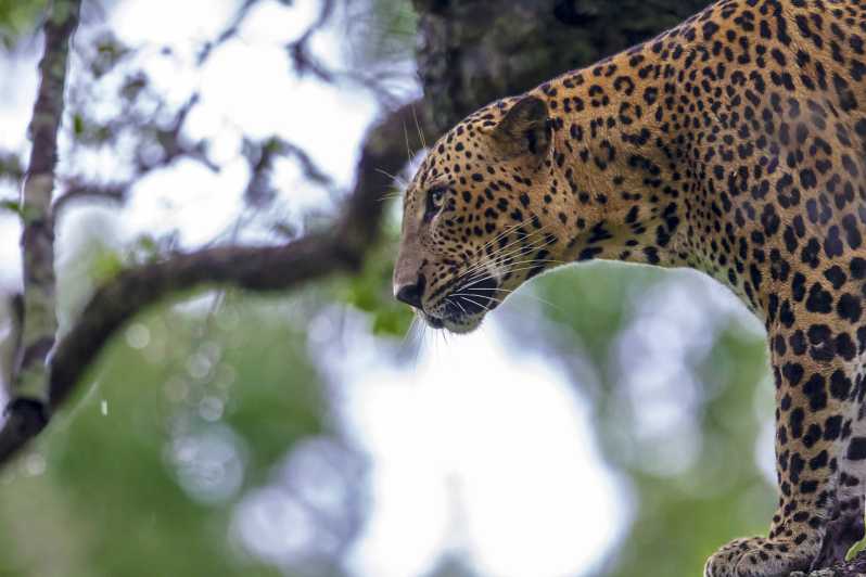 Hambantota: Yalan kansallispuiston villieläinsafari 4x4:llä