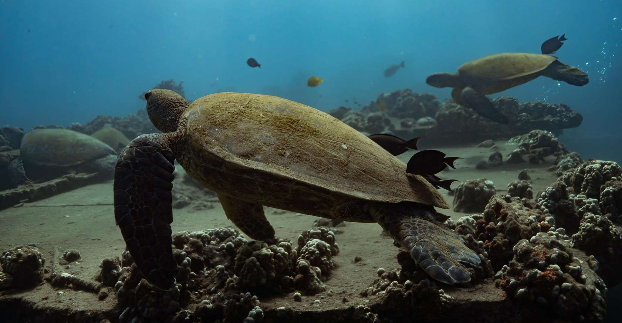 Lahaina, Turtle Town Snorkeling Trip with Photo and Video - Housity
