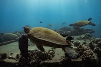 Lahaina, Turtle Town Trip en apnée avec photo et vidéo - Housity