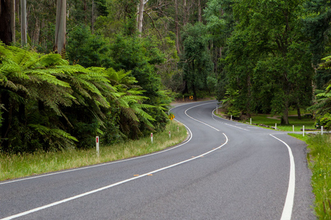 Excursión privada por la Great Ocean Road