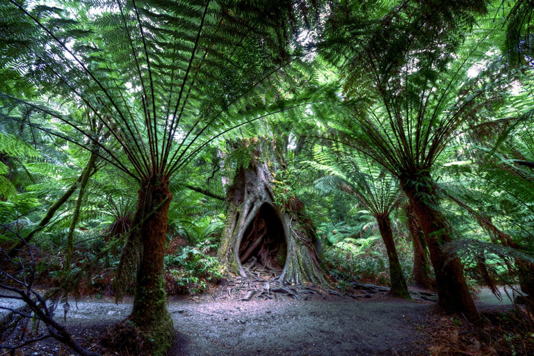 Tour privato della Great Ocean Road