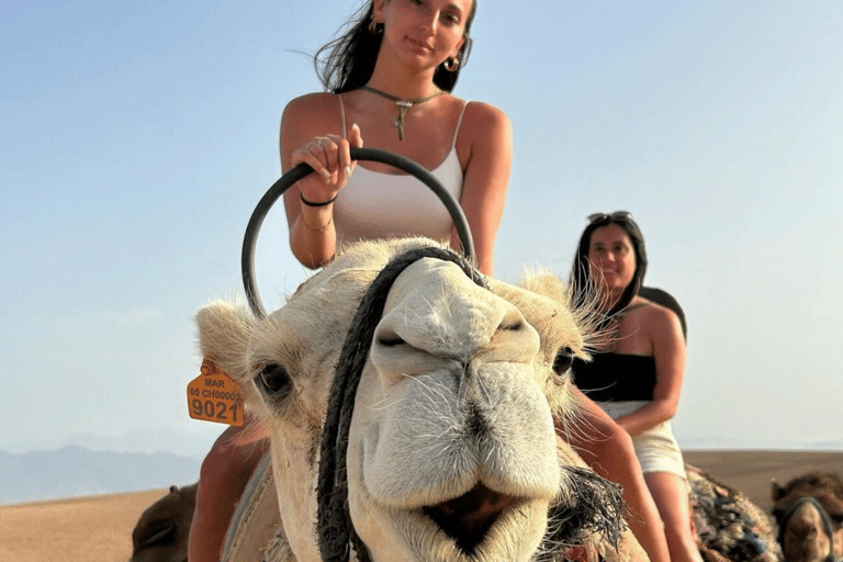 From Marrakech: Camel in Agafay desert