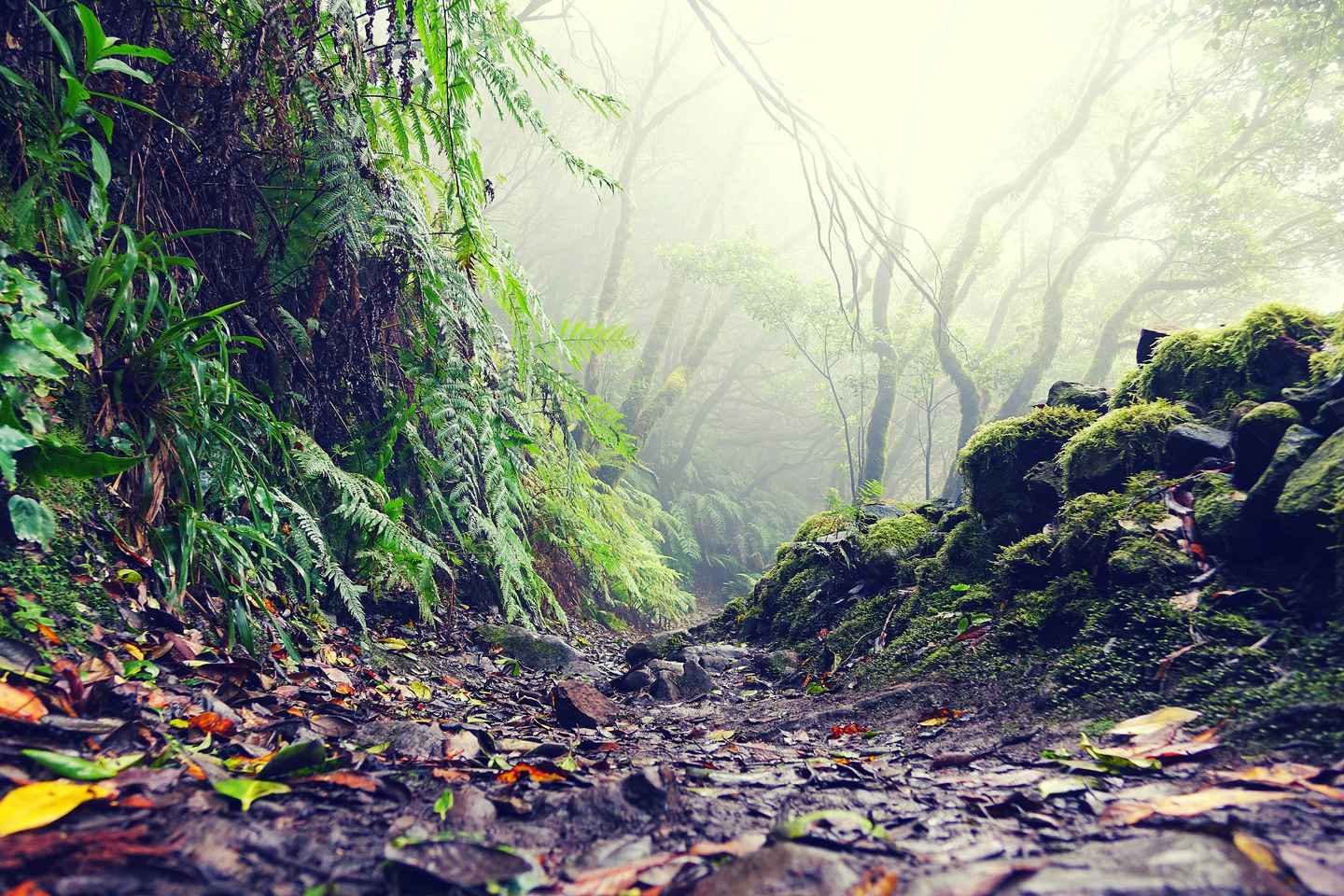 Tenerife: La Laguna & Anaga hike - Tenerife: La Laguna & Anaga hike