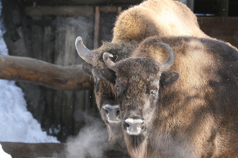 Innsbruck: Ingresso para o Zoo Alpino