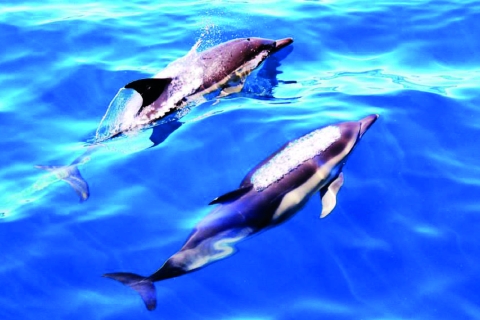 Lagos: avistamiento de delfines en catamarán, 90 minutosOpción estándar