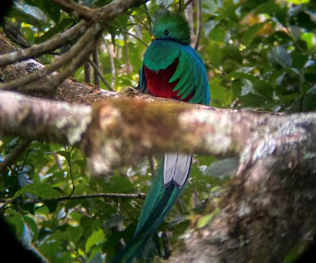 Tour in Monteverde Curi cancha reserve | GetYourGuide