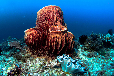 Diving in Boracay: Fundive for Certified Divers