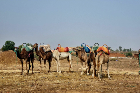 Anima Garden And Camel ride Tour di mezza giornata da Marrakech