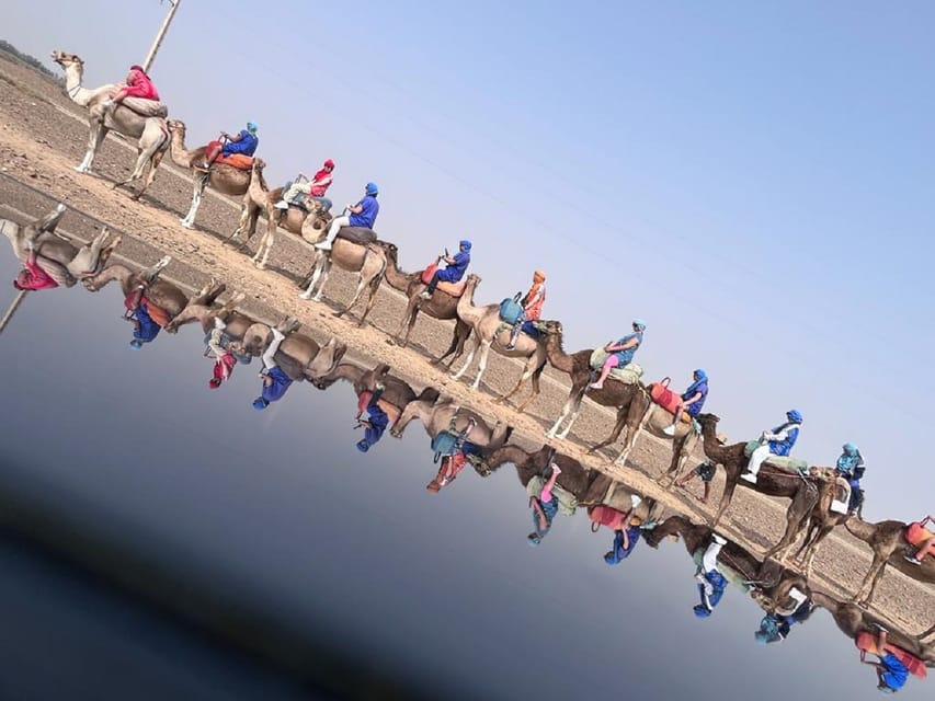 Anima Garden And Camel ride Half Day Tour From Marrakech | GetYourGuide