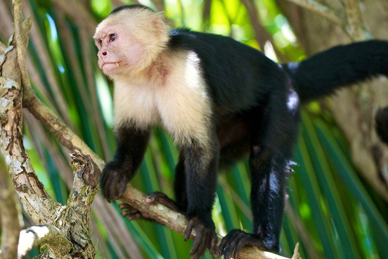 Panama Canal with Monkey Island Tour