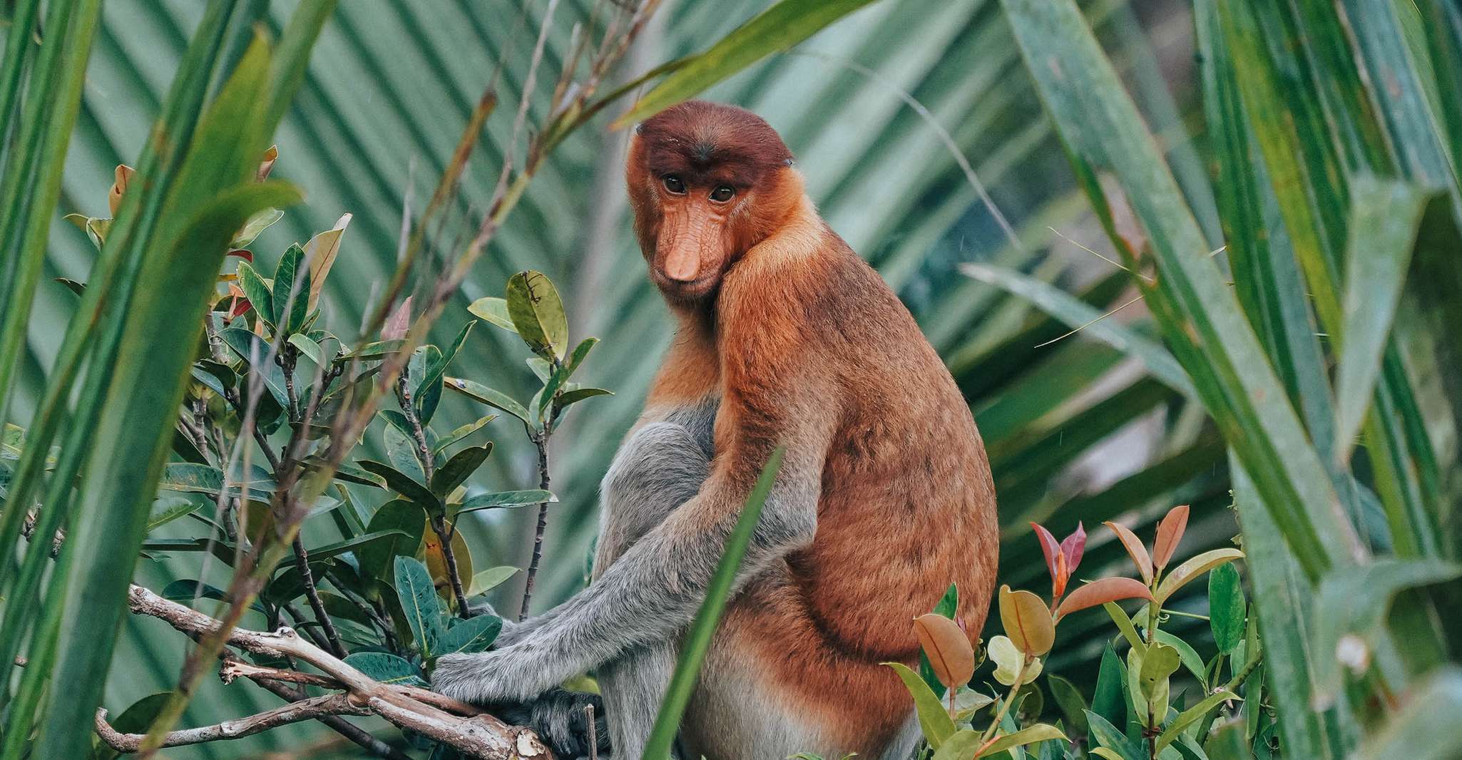 Gunung Gading National Park Tour Kuching Sarawak - Hizvo