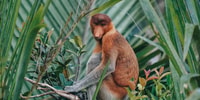 Gunung Gading National Park Tour Kuching Sarawak - Hizvo