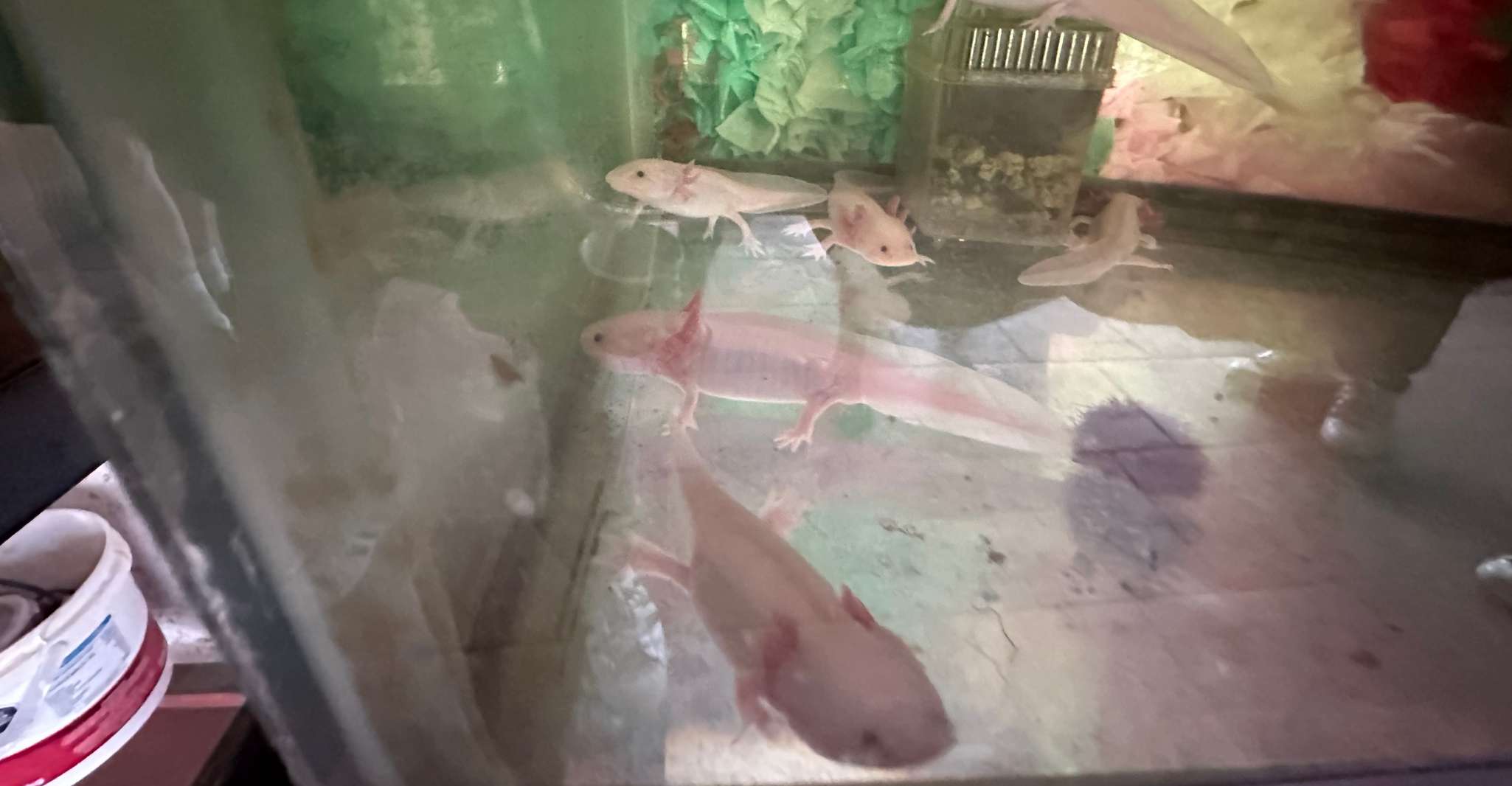 Xochimilco, Giro in barca con il Santuario Ambystoma Mexicanum - Hizvo